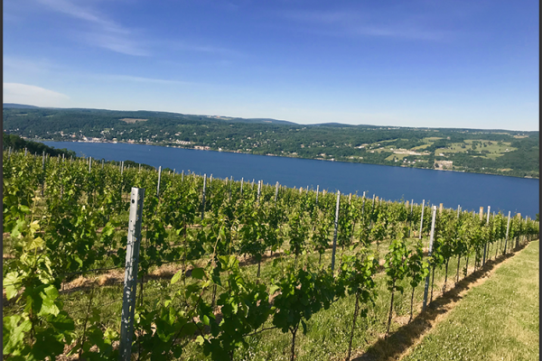 View of Seneca lake and vineyard