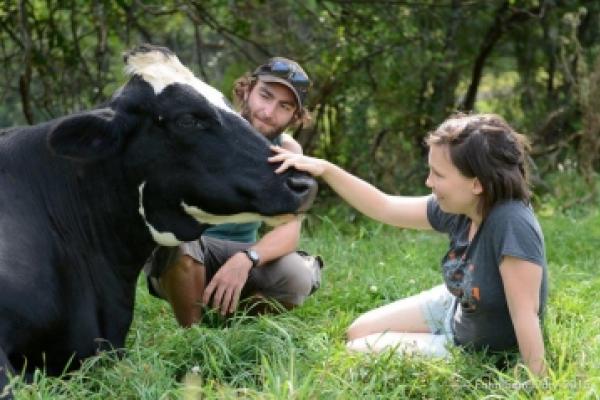 girl petting cow in the grass 