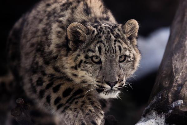 Snow Leopard Days at Rosamond Gifford Zoo