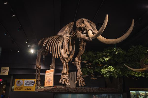 wooly mammoth fossil on display