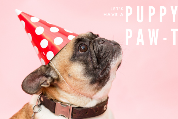 Dog with Party Hat - Let's Have a Puppy Party 