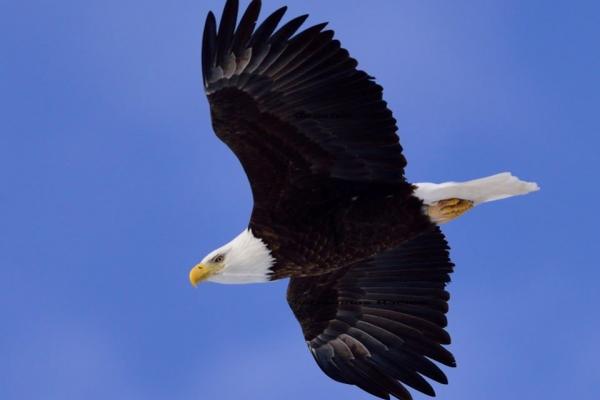 Bald Eagle soaring