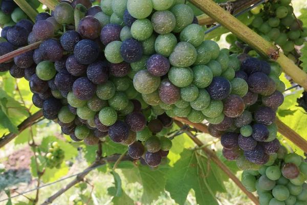 Bright Leaf Vineyard grapevines