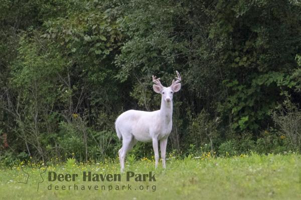 White deer standing in field