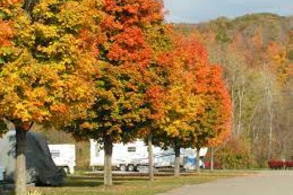 campers with trees in fall foliage