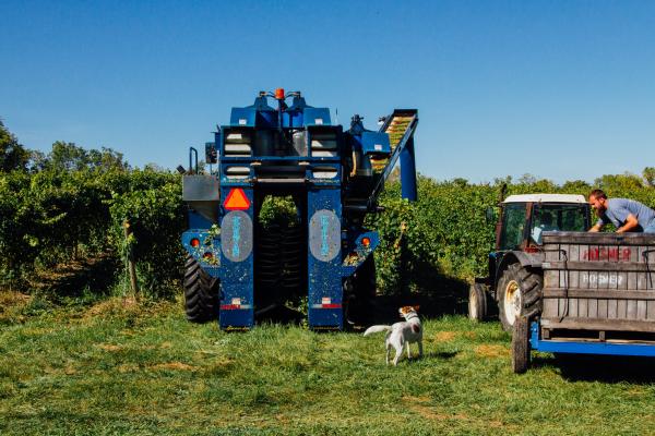 Vinayard photo with harvester and dog