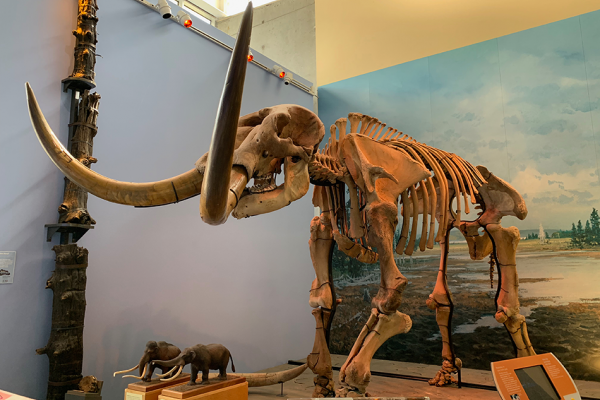 Mastodon skeleton 