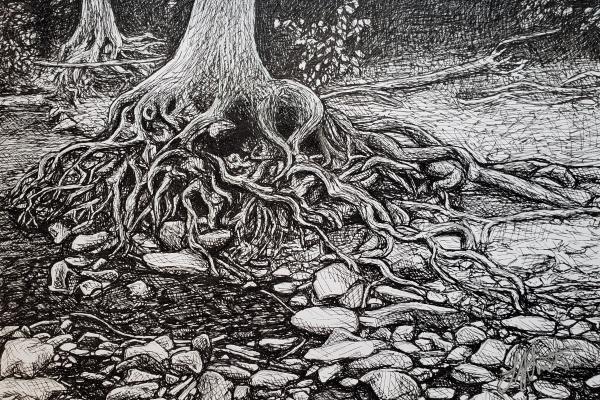 Intricate tree root system and rocks in the Finger Lakes, illustrated in ink.