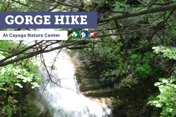 Event graphic, photo shows Denison falls, Nature center logo, and text: GORGE HIKE at Cayuga Nature Center