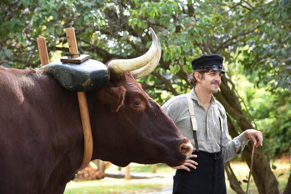 man standing next to a pair of oxen