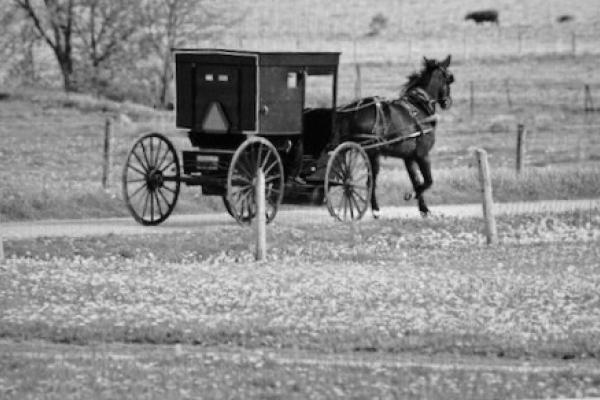 Mennonite Horse & Carriage