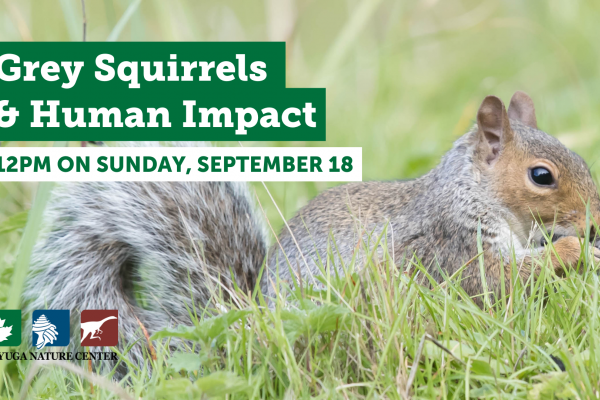 Photo of grey squirrel in grass with event details