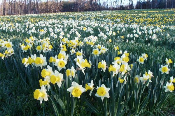 Daffodil Daze