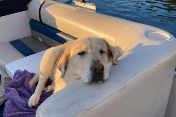 Sleepy Boat Dog