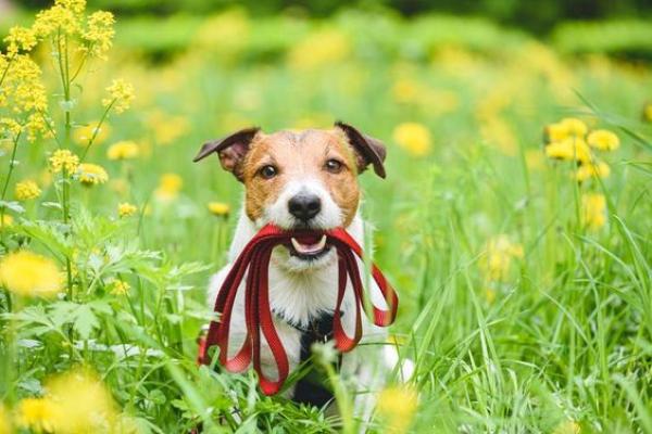 Dog with leash in flowers