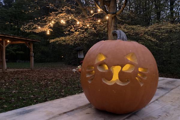 A jack-o-lantern carved with a cat face sits in front of a trail with glowing lights during twilight..