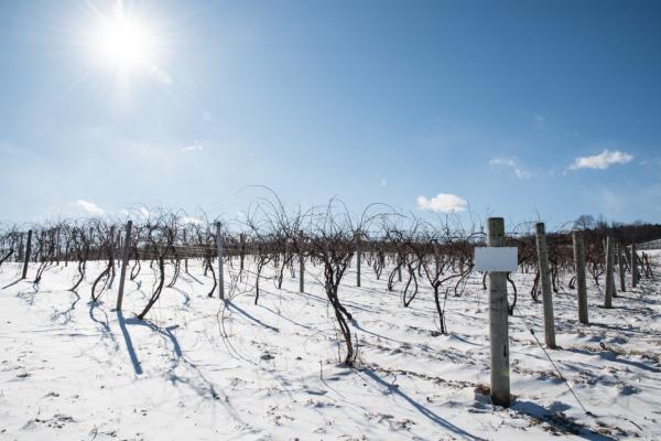 Snow covered vineyards on a winter day
