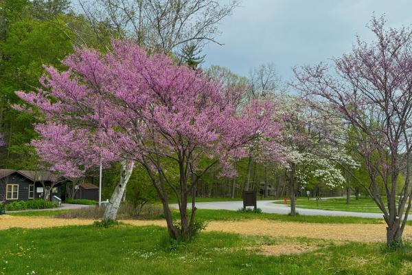 Redbud and dogwood bloom at Robert H. Treman State Park in Ithaca NY.