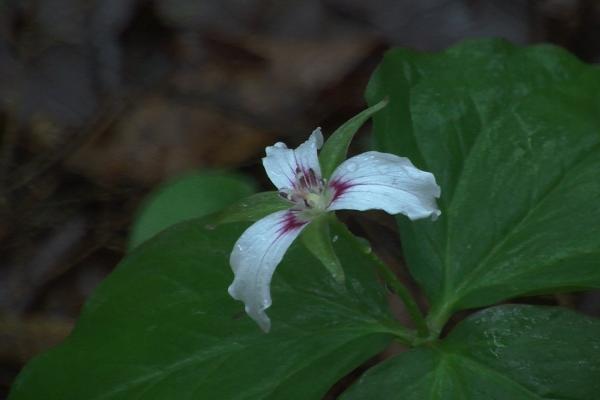 Painted trillium in the O.D. von Engeln Preserve along Fall Creek in Tompkins County NY