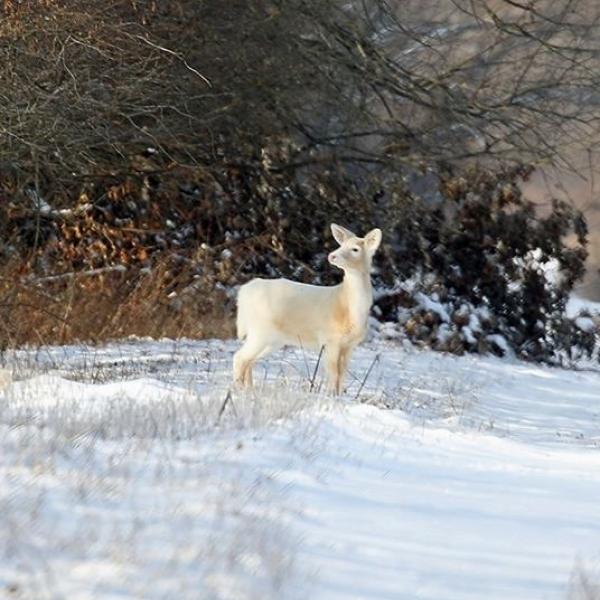 white deer in field