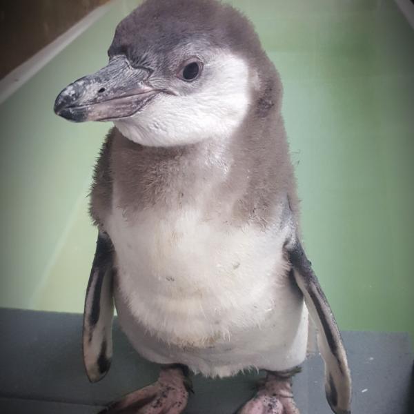 Felix penguin chick