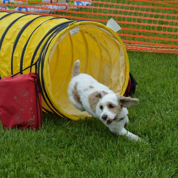 Have your pooch run the agility course for prizes!