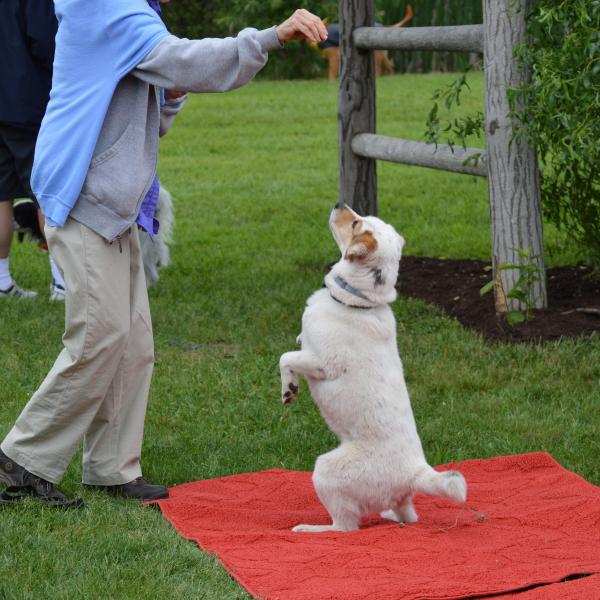 Does your dog have special gifts? Then enter My Dog's Got Talent Show, new to Woofstock this year!