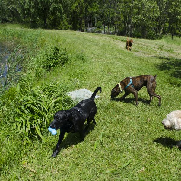 Your pups can swim in the pond and play in the dog park all day!