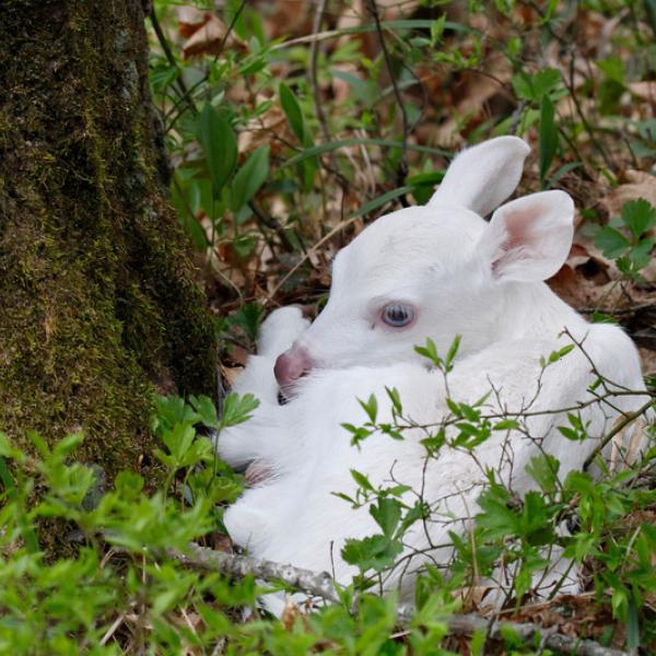 White Deer Fawn