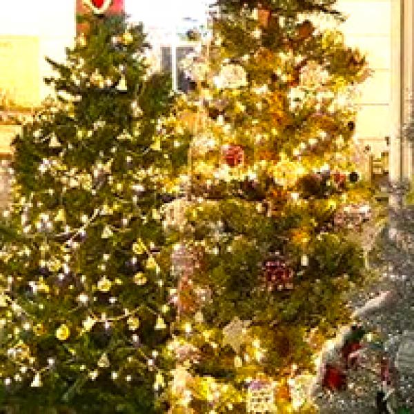 Three lit up Christmas trees