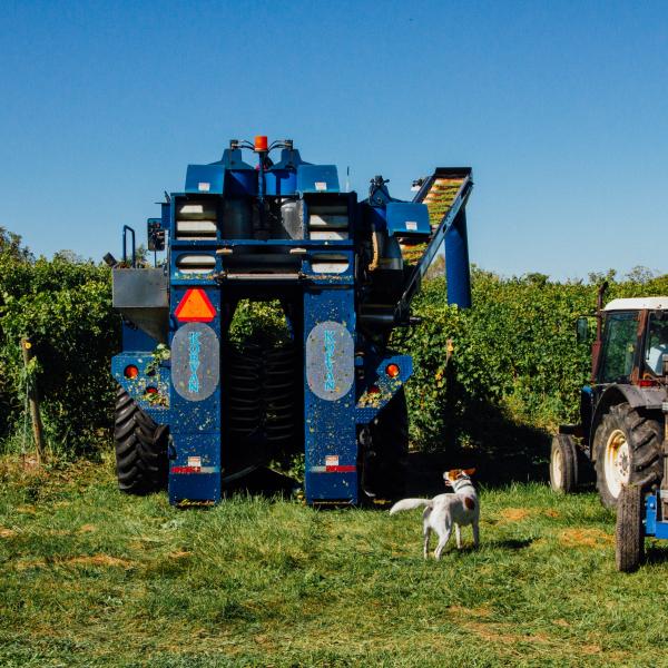 harvest with machine and grape trailer