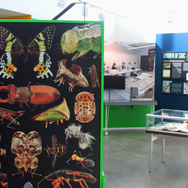 Photo of the Six-Legged Science exhibit at the Museum of the Earth