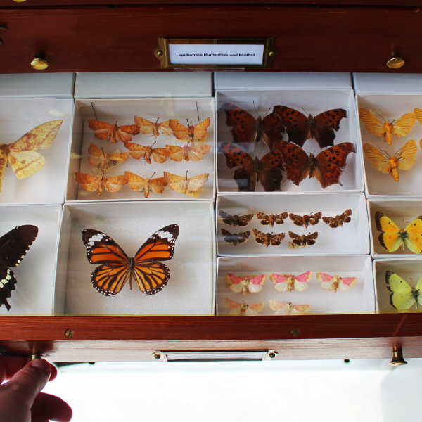 Photo of insect drawer with butterflies at the Six-Legged Science exhibit at the Museum of the Earth