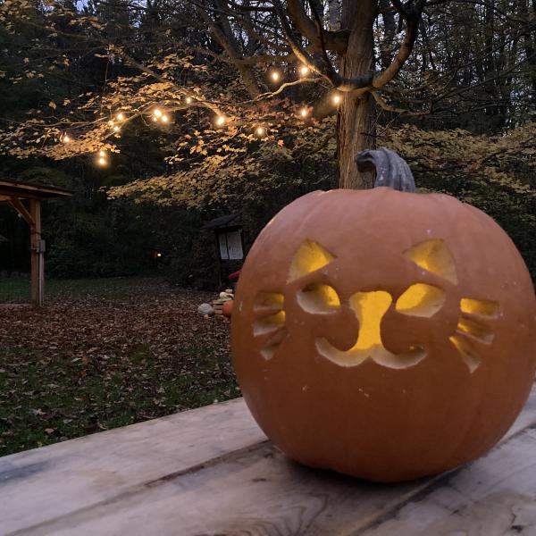 A pumpkin carved with a kitten face