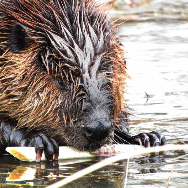 Merle the beaver chewing on a stick while in the water.