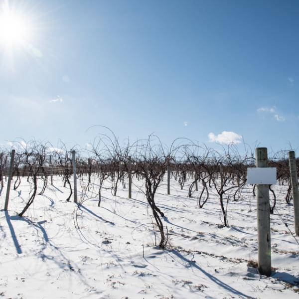 Sunny blue sky over snow covered winter vineyards at Hunt Country