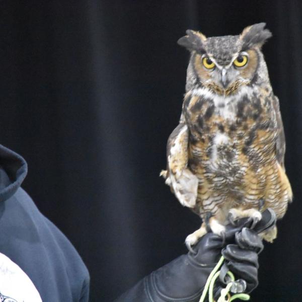 Don’t miss the opportunity to meet owls with Wild Wings at GCV&M’s Owl Moon event! 