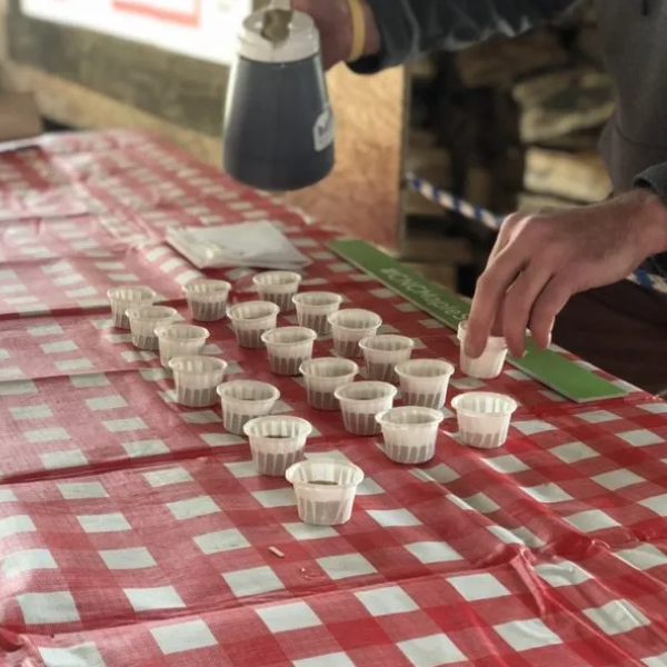 Person has maple syrup samples, in tiny paper ketchup cups, lined up in three rows on a red gingham table.