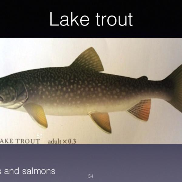 Lake trout is among the most prized species.