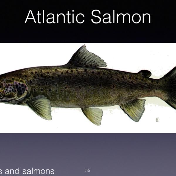 Landlocked Atlantic salmon is popular as well.