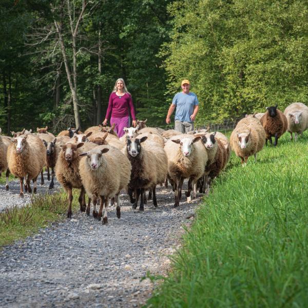 sheep herded to return to barn