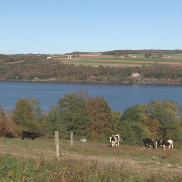 Cattle grazing on western slope of Owasco Lake