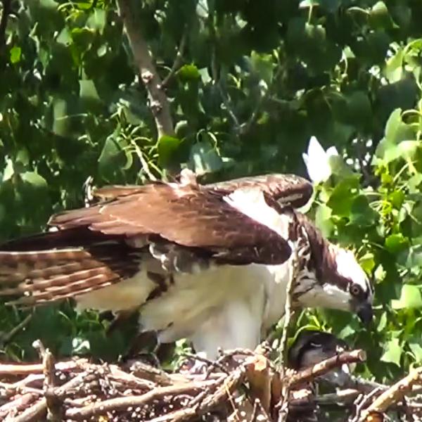 Osprey on nest in Stewart Park, Ithaca NY